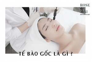 Tế bào gốc là gì